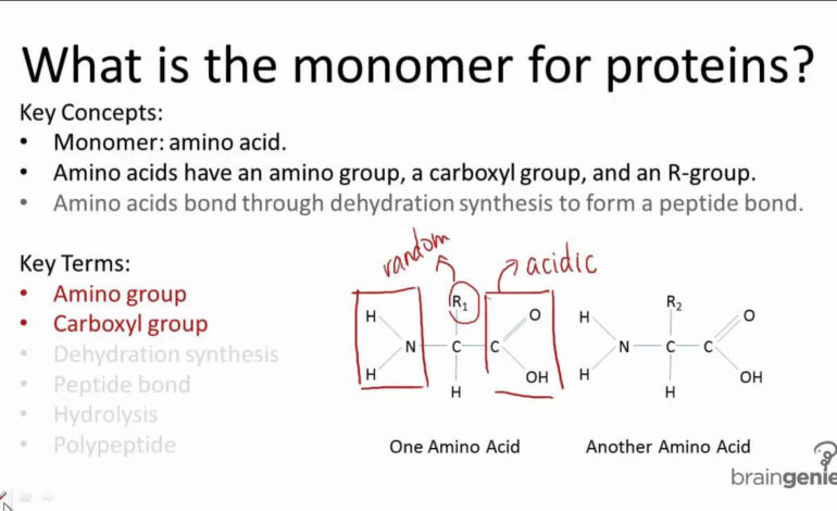 Monomers of Proteins